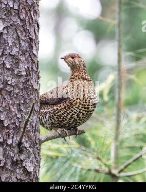 Ein weibliches Fichtenhuhn (Falcipennis canadensis), das in einem Baum thront. Stockfoto