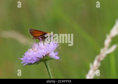 Eine Nahaufnahme eines großen Skipper Schmetterlings Stockfoto