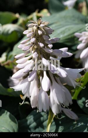 Weiß blühende Hosta (Hosta capitata)/ Wegerich lilly, UK Stockfoto