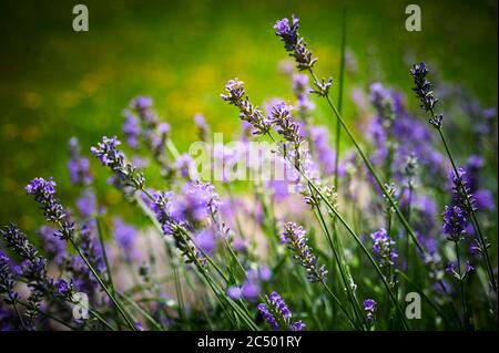 Blick auf üppigen Lavendel (Lavandula angustifolia) mit grünem und gelbem unfokussierten Hintergrund. Stockfoto