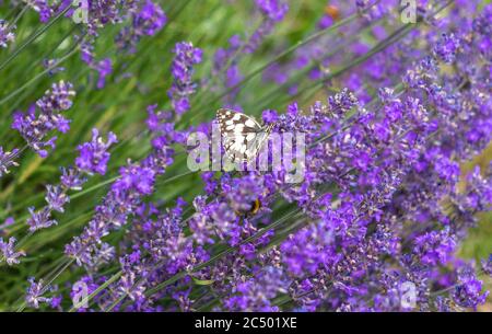 Melanargia galathea mit marmorierten weißen Schmetterlingen auf einer lila Lavendelpflanze (Lavandula) im Sommer in Südengland, Großbritannien Stockfoto