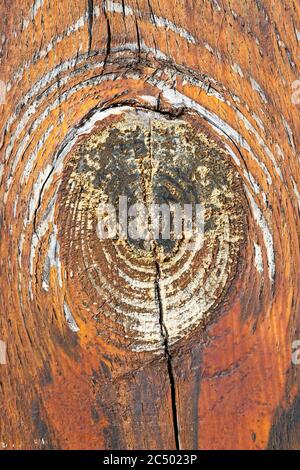 Baumstamm mit seinen Jahresringen zeigt Stockfoto
