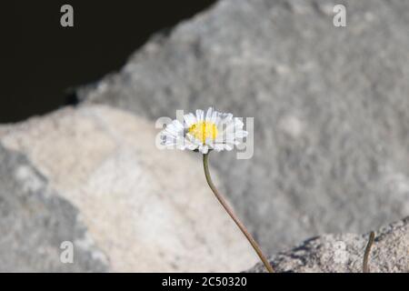 Lone Daisy wächst in den Rissen in den Felsbrocken am Rande des Wassers, Llandrindod Lake, Mid Wales Stockfoto