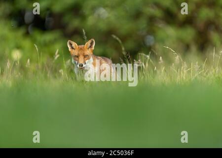 Rotfuchs (Vulpes vulpes) auf einer Wiese jagen Stockfoto