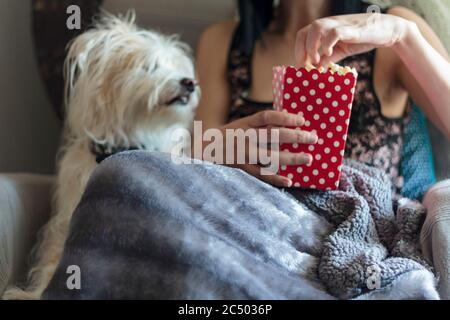 Frau, die mit ihrem Hund auf dem Sofa auf einer weichen, warmen Decke Poppcorne isst Stockfoto