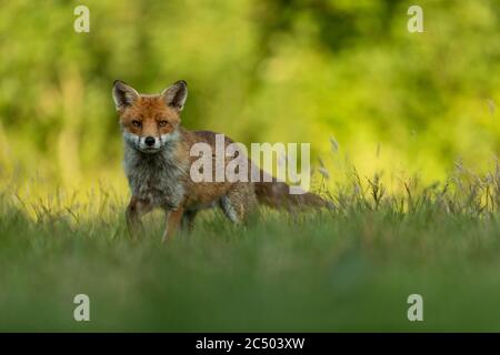 Rotfuchs (Vulpes vulpes) auf einer Wiese jagen Stockfoto