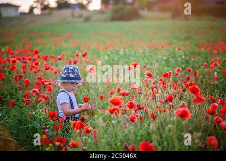 Schöne Kleinkind Junge, Kind sammeln Mohnblumen bei Sonnenuntergang in schönen Landschaft Stockfoto