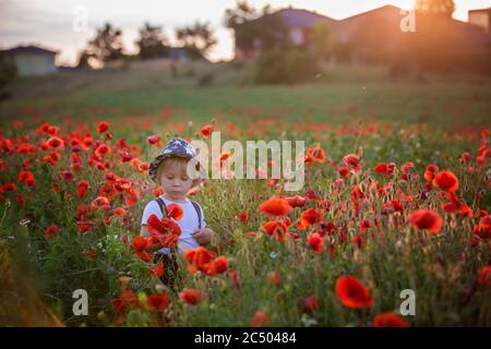 Schöne Kleinkind Junge, Kind sammeln Mohnblumen bei Sonnenuntergang in schönen Landschaft Stockfoto