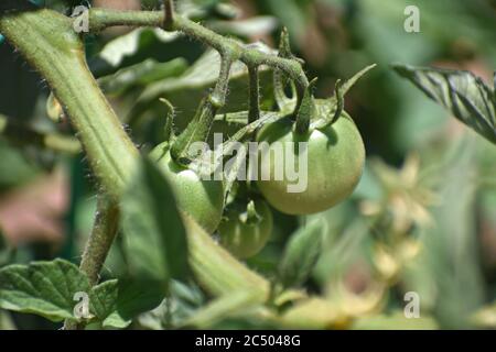 Grüne Tomaten am Rebstock Stockfoto