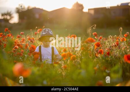 Schöne Kleinkind Junge, Kind sammeln Mohnblumen bei Sonnenuntergang in schönen Landschaft Stockfoto