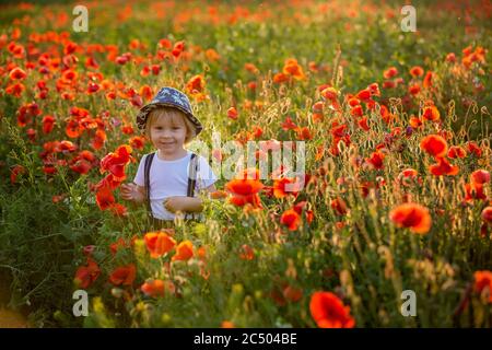 Schöne Kleinkind Junge, Kind sammeln Mohnblumen bei Sonnenuntergang in schönen Landschaft Stockfoto