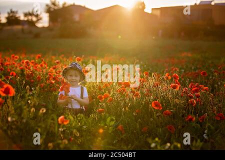 Schöne Kleinkind Junge, Kind sammeln Mohnblumen bei Sonnenuntergang in schönen Landschaft Stockfoto