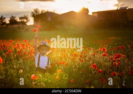 Schöne Kleinkind Junge, Kind sammeln Mohnblumen bei Sonnenuntergang in schönen Landschaft Stockfoto