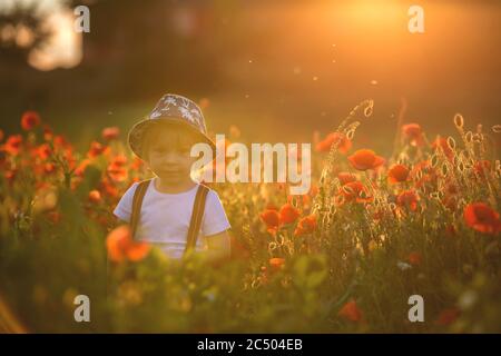 Schöne Kleinkind Junge, Kind sammeln Mohnblumen bei Sonnenuntergang in schönen Landschaft Stockfoto