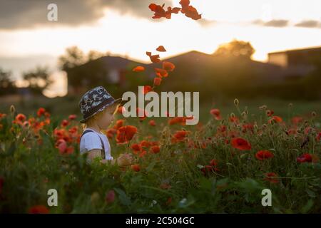 Schöne Kleinkind Junge, Kind sammeln Mohnblumen bei Sonnenuntergang in schönen Landschaft Stockfoto