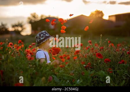 Schöne Kleinkind Junge, Kind sammeln Mohnblumen bei Sonnenuntergang in schönen Landschaft Stockfoto