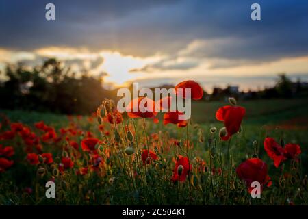 Schöne Kleinkind Junge, Kind sammeln Mohnblumen bei Sonnenuntergang in schönen Landschaft Stockfoto