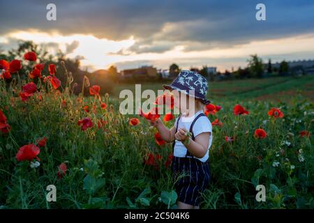 Schöne Kleinkind Junge, Kind sammeln Mohnblumen bei Sonnenuntergang in schönen Landschaft Stockfoto