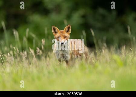 Rotfuchs (Vulpes vulpes) auf einer Wiese jagen Stockfoto