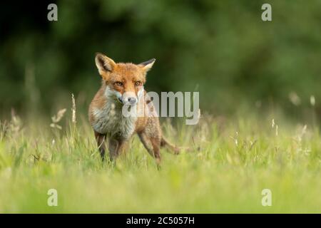 Rotfuchs (Vulpes vulpes) auf einer Wiese jagen Stockfoto