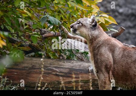 Portrait von schönen Puma im Herbstwald. American Cougar - Berglöwe, auffallende Pose, Szene in den Wäldern, Tierwelt Amerika. Stockfoto