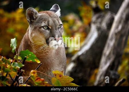 Portrait von schönen Puma im Herbstwald. American Cougar - Berglöwe, auffallende Pose, Szene in den Wäldern, Tierwelt Amerika. Stockfoto