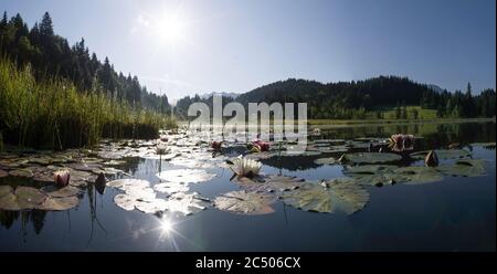 Panorama von rosa und weißen Seerosen auf Alpensee während Sonnenaufgang - See Nebel im Hintergrund Stockfoto