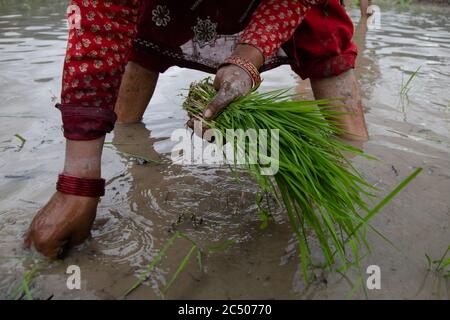 Eine nepalesische Frau bereitet Reissämlinge für die Plantage während des National Paddy Day vor.Bauern feiern das National Paddy Day Festival am "Asar 15" des nepalesischen Kalenders, da die jährliche Reispflanzsaison beginnt und die Menschen das Festival durch das Pflanzen von Reisfeldern, Spielen im Schlamm, feiern. Singen Sie traditionelle Lieder und essen Sie Joghurt. Stockfoto