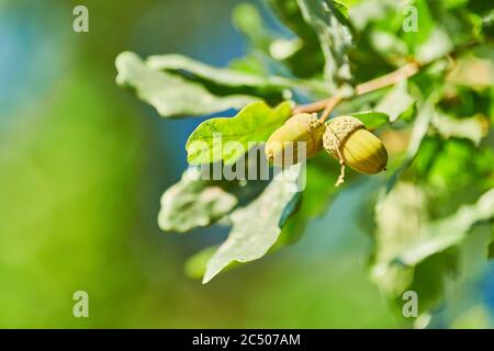 Grüne Eicheln auf Eichenzweig, Kopierraum. Eichenwald im sonnigen Sommertag. Frühe grüne Samen Stockfoto