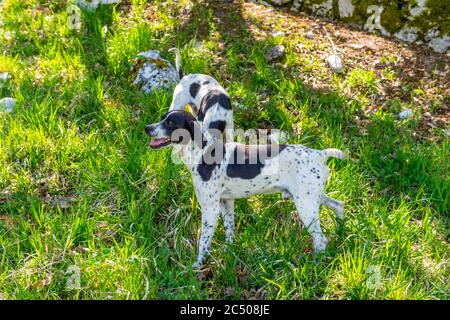 Hunde werden für Trüffelsuche bei Pettino, einem kleinen Dorf in den Bergen bei Campello sul Clitunno in der Provinz Perugia, Umbrien, Cent Stockfoto