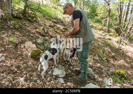 Trüffeljäger mit seinen Hunden, die bei Pettino, einem kleinen Dorf in den Bergen bei Campello sul Clitunno in t, zur Trüffeljagd eingesetzt werden Stockfoto