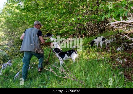 Trüffeljäger mit seinen Hunden, die bei Pettino, einem kleinen Dorf in den Bergen bei Campello sul Clitunno in t, zur Trüffeljagd eingesetzt werden Stockfoto