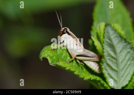 Keeler's Spur-Throat Grasshopper, Melanoplus keeleri Stockfoto