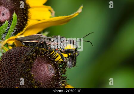 Bee Assassin, Apiomerus sp., mit Beute auf Schwarzaugen Susan, Rudbeckia hirta Stockfoto