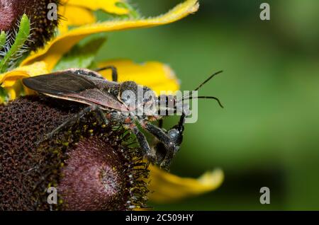 Bee Assassin, Apiomerus sp., mit Beute auf Schwarzaugen Susan, Rudbeckia hirta Stockfoto