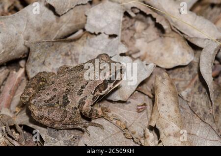 Strecker's Chorus Frosch, Pseudacris streckeri, in Blattstreu auf Waldboden Stockfoto
