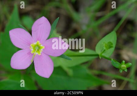 Wiese Rosa, Sabatia campestris Stockfoto