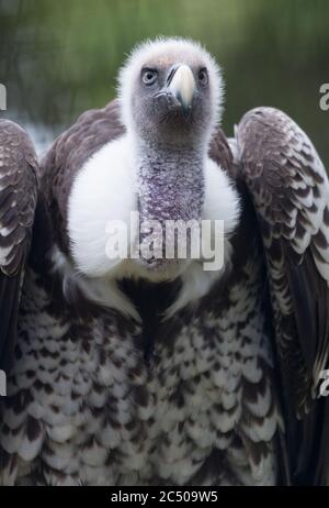 Nahaufnahme eines Geiers im Londoner Zoo. Stockfoto