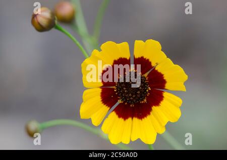 Ebenen Coreopsis, Coreopsis Dolmetsch Stockfoto