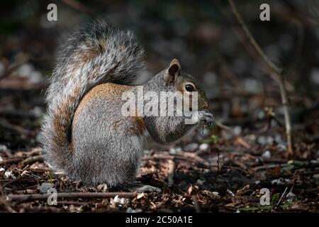 Ein gewöhnliches graues Eichhörnchen auf dem Boden, das nach Nahrung ernährt. Stockfoto