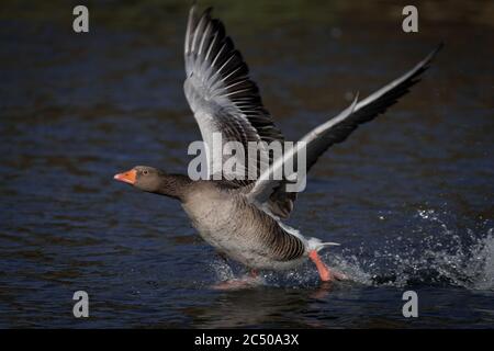 Eine gewöhnliche Graugans, die vom Wasser aus abheben. Stockfoto