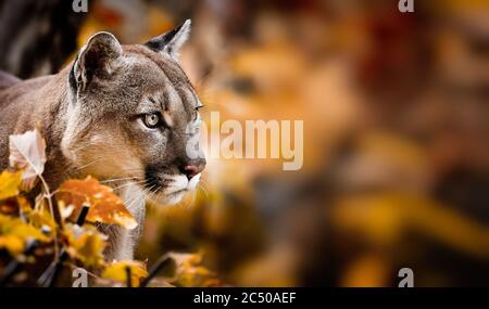 Portrait von schönen Puma im Herbstwald. American Cougar - Berglöwe, auffallende Pose, Szene in den Wäldern, Tierwelt Amerika. Stockfoto