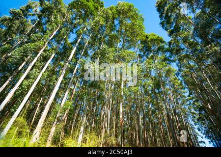 Hamakua Küste, Eukalyptusbäume. Stockfoto