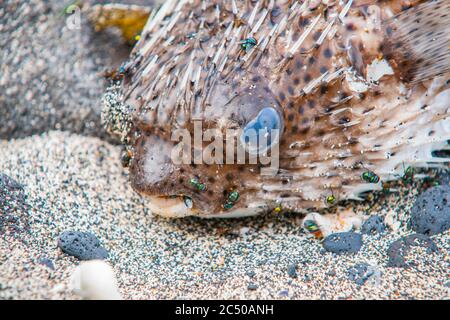 Stachelschweinfische werden am Strand mit grünen Fliegen aus der Nähe aufgepumpt und aufgepumpt. Stockfoto