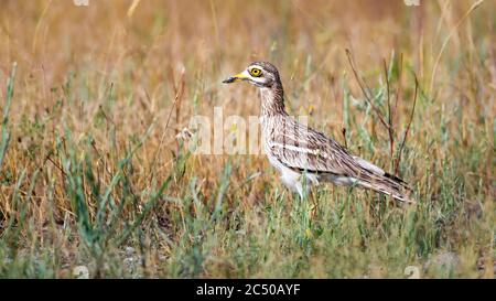 Natur und Vogel. Gelb grün Natur Lebensraum Hintergrund. Vogel: Eurasischer Steincurlew. Burhinus oedicnemus. Stockfoto