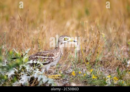 Natur und Vogel. Gelb grün Natur Lebensraum Hintergrund. Vogel: Eurasischer Steincurlew. Burhinus oedicnemus. Stockfoto