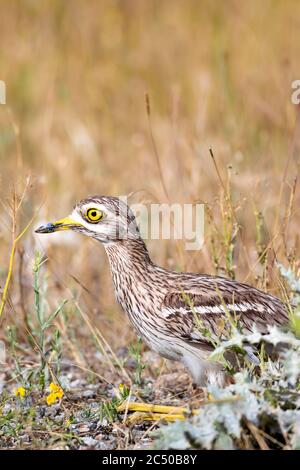 Natur und Vogel. Gelb grün Natur Lebensraum Hintergrund. Vogel: Eurasischer Steincurlew. Burhinus oedicnemus. Stockfoto