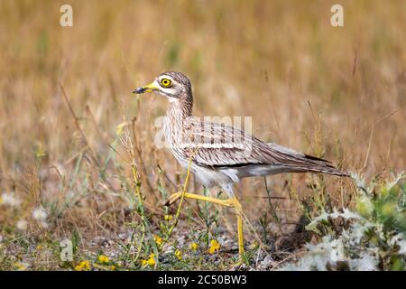 Natur und Vogel. Gelb grün Natur Lebensraum Hintergrund. Vogel: Eurasischer Steincurlew. Burhinus oedicnemus. Stockfoto