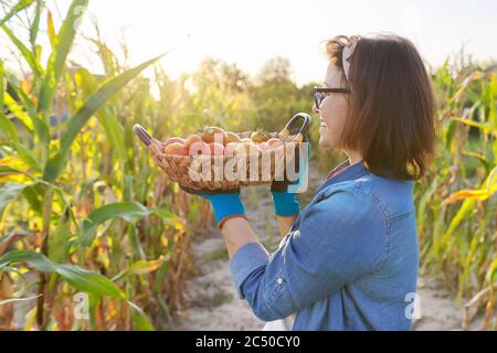 Frau Bauer mit Korb von reifen roten natürlichen Tomaten in seinem Gemüsegarten an sonnigen Tag Stockfoto