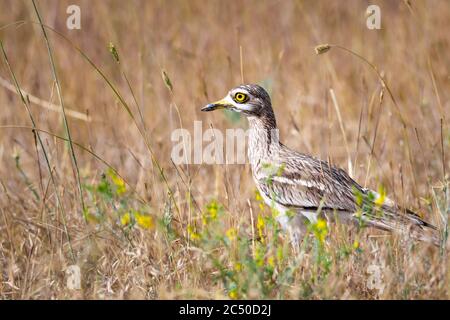 Natur und Vogel. Gelb grün Natur Lebensraum Hintergrund. Vogel: Eurasischer Steincurlew. Burhinus oedicnemus. Stockfoto